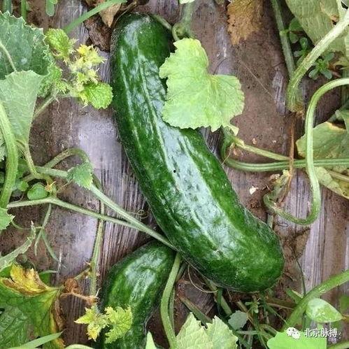 临沂网红吃梢瓜现场,临沂网红现场挑战梢瓜大胃王 第2张 临沂网红吃梢瓜现场,临沂网红现场挑战梢瓜大胃王 第2张