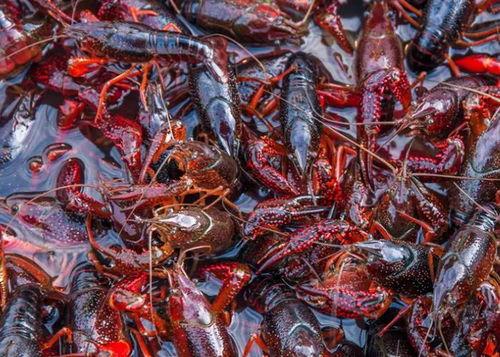 头条小龙虾爆料视频,头条视频曝光惊人真相! 第2张 头条小龙虾爆料视频,头条视频曝光惊人真相! 第2张